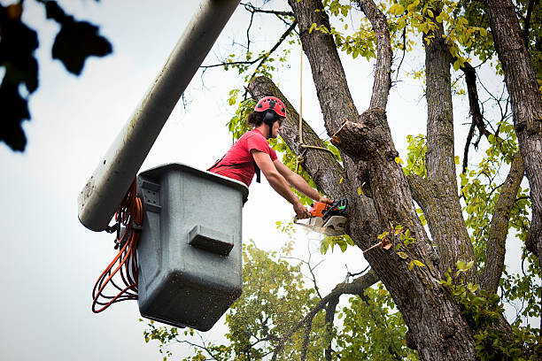 Best Root Management and Removal  in Stafford, TX