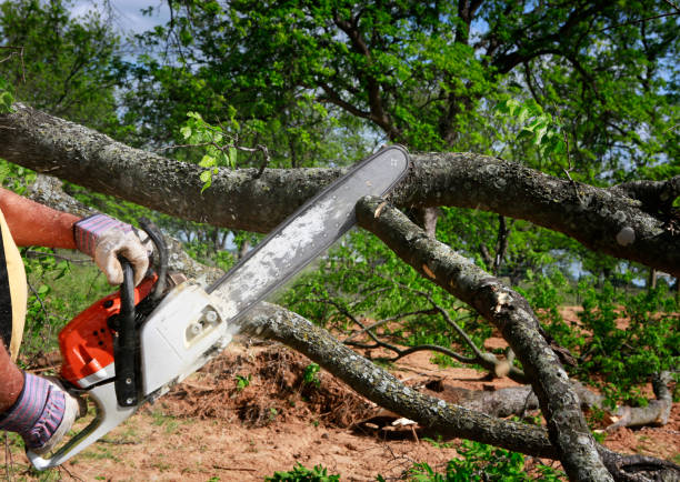 Best Lawn Grading and Leveling  in Stafford, TX